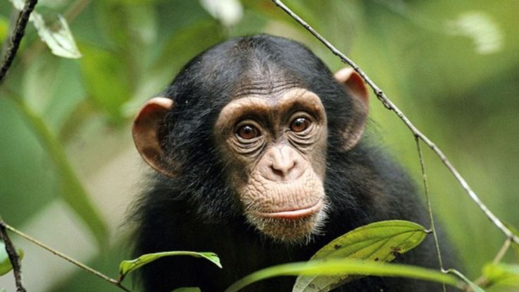 FAMTRIP_Aventura_con_Primates_en_Uganda_8_dias_Noviembre_9_al_16_2025